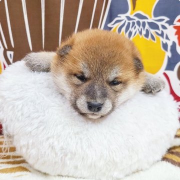 柴犬(豆柴)【神奈川県・女の子・2024年1月24日・赤】の写真「可愛い柴犬顔の豆柴ちゃんです💕」
