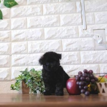 トイプードル(トイ)【滋賀県・女の子・2024年2月14日・ブラック】の写真「お父さんタイニーサイズの可愛い子犬です」